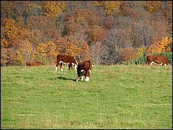 IMG_3796.JPG
