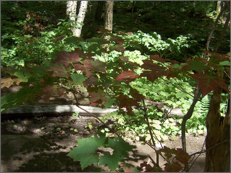 Algonquin_Park_2007_40.jpg