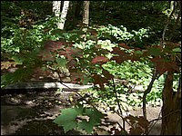 Algonquin_Park_2007_40.jpg