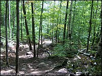 Algonquin_Park_2007_85.jpg