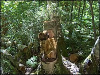 Algonquin_Park_2007_93.jpg