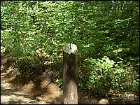 Algonquin_Park_2007_95.jpg
