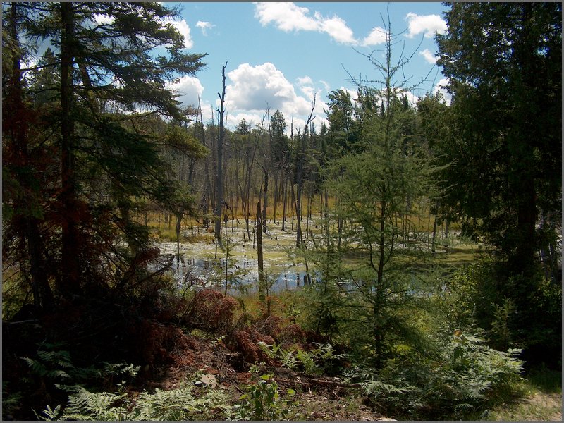 15 Beaver Pond Near Josephine's.jpg