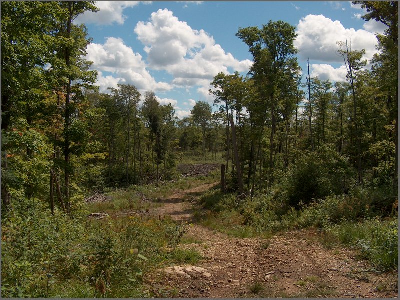 43 Logging Road.jpg