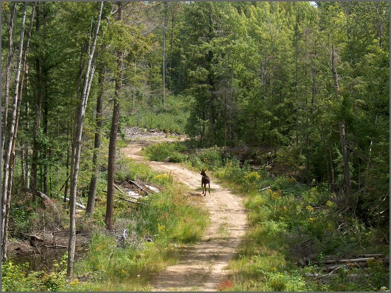 45 Moose On Road.jpg