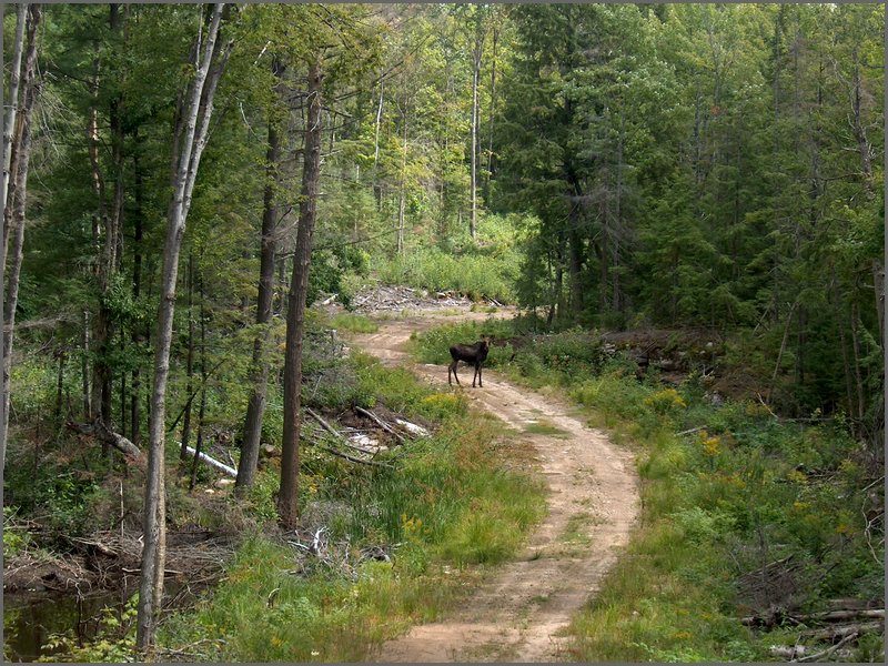 46 Moose Looking.jpg