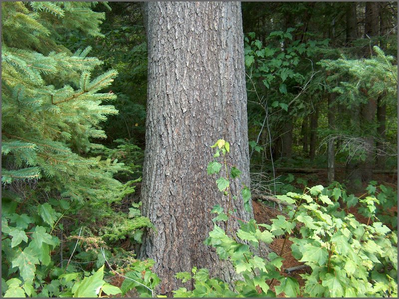 56 Base Of Pine Tree.jpg