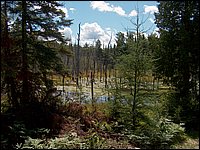 15 Beaver Pond Near Josephine's.jpg