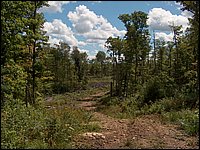 43 Logging Road.jpg