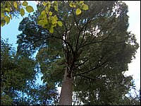 55 Big Pine Tree.jpg