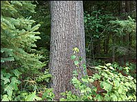 56 Base Of Pine Tree.jpg