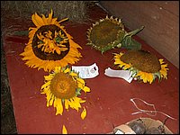 Powassan_Fair_2007_16.jpg