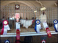 Powassan_Fair_2007_20.jpg