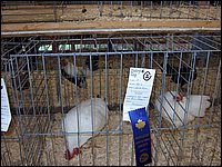 Powassan_Fair_2007_23.jpg