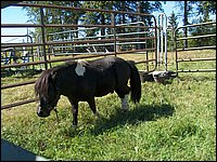 Powassan_Fair_2007_42.jpg