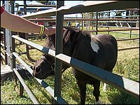 Powassan_Fair_2007_43.jpg