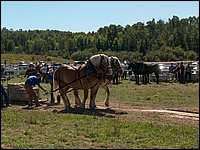 Powassan_Fair_2007_55.jpg