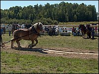 Powassan_Fair_2007_56.jpg