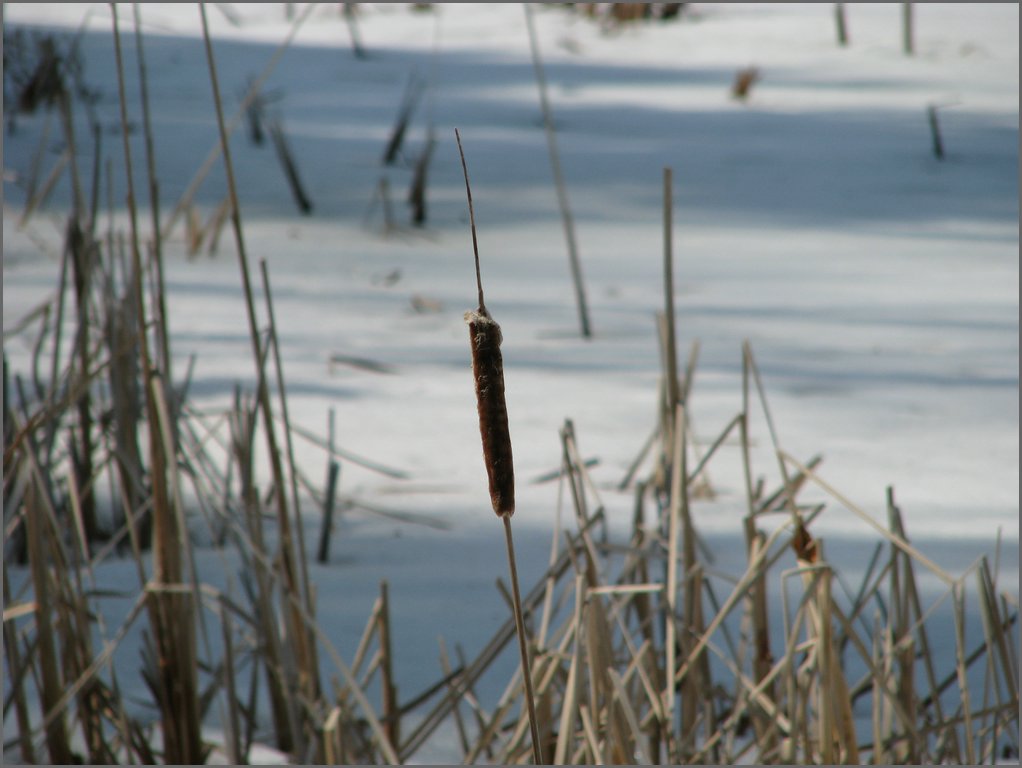 Hydro_Pond_2008_079.jpg