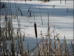 Hydro_Pond_2008_079.jpg