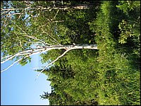 014 Birch Tree by Irma's Cottage.jpg