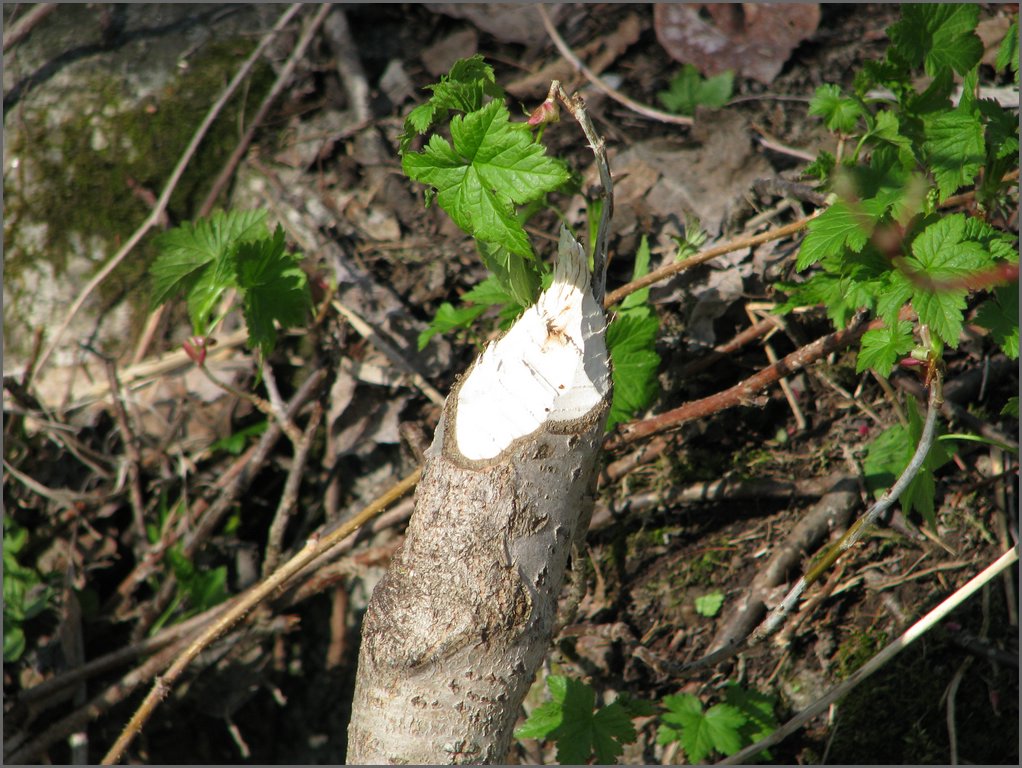 April 2008 023.jpg