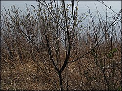 April 2008 024.jpg