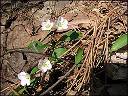 April 2008 126.jpg