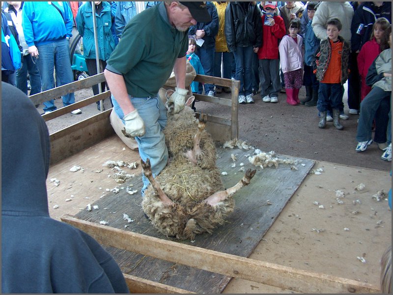 Maple Syrup 2007 42.JPG
