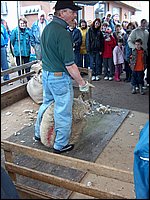 Maple Syrup 2007 40.JPG