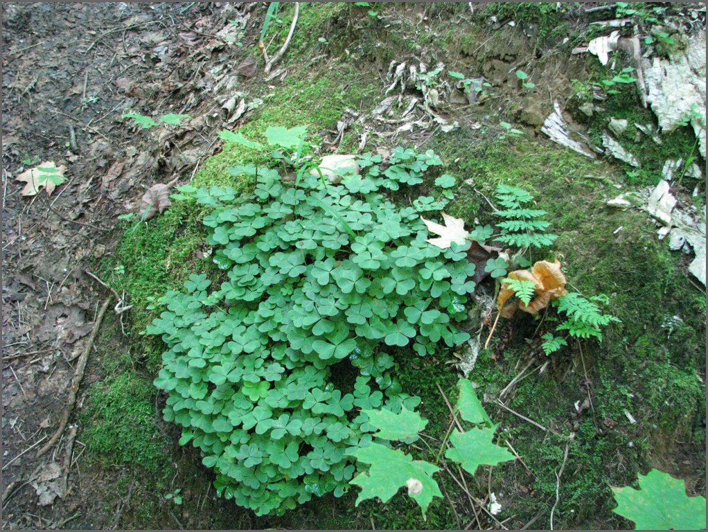 Moose_Mountain_31.jpg