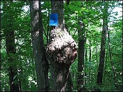 Moose_Mountain_09.jpg