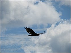 Moose_Mountain_15.jpg