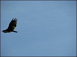 Moose_Mountain_17.jpg