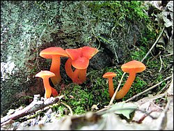 Moose_Mountain_27.jpg