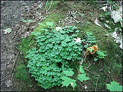 Moose_Mountain_31.jpg