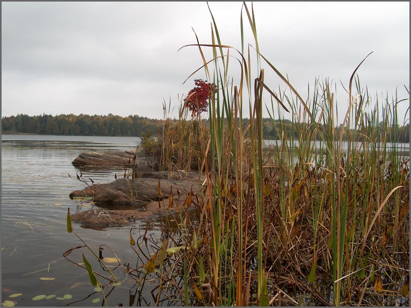 Mud Lake Island c.jpg