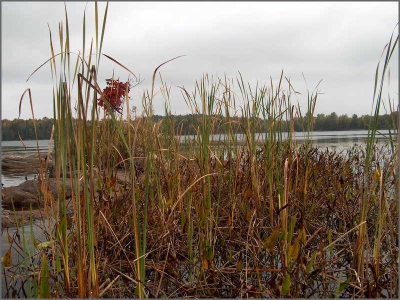 Mud Lake Island d.jpg