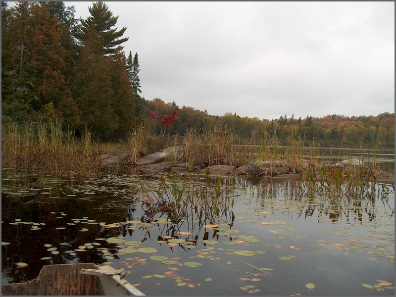 Mud Lake Island e.jpg