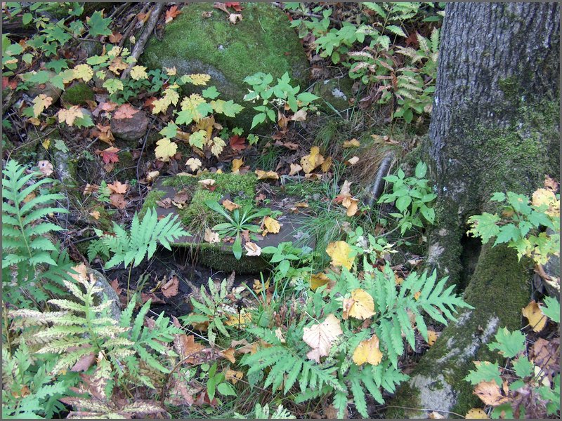 Well By Cox's 1.jpg