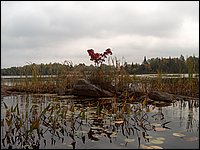 Mud Lake Island a.jpg