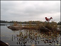 Mud Lake Island b.jpg