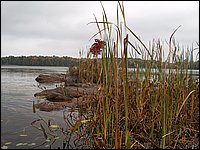 Mud Lake Island c.jpg