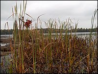 Mud Lake Island d.jpg