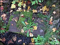 Well By Cox's 2.jpg