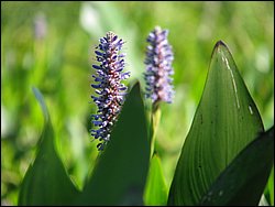 IMG_9361.JPG