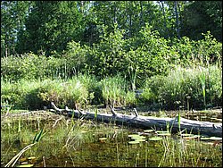 IMG_9387.JPG