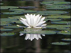 IMG_9408.JPG