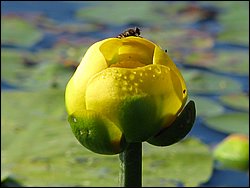 IMG_9418.JPG