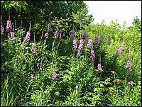 Img_0190.jpg